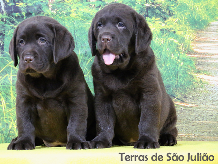 header1